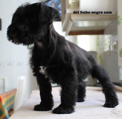 Aun estoy con mi mama schnauzer, pero en diciembre estaré por fin con mis dueñas :) Aun estoy con mi mama schnauzer, pero en diciembre estaré por fin con mis dueñas :)